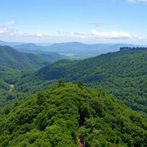 A panoramic view of Bwindi Impenetrable National Park, showcasing the dense forest canopy